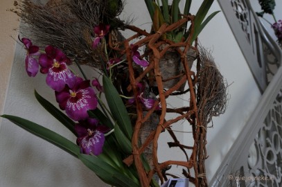 DSC_0574 Orchiade