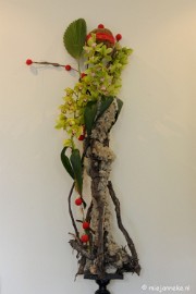 DSC_0584 Orchiade