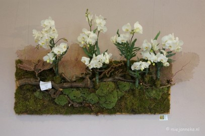 DSC_0625 Orchiade
