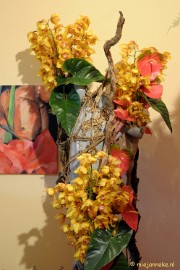 DSC_0706 Orchiade