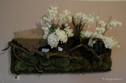 DSC_0717 Orchiade