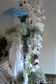 DSC_0748 Orchiade