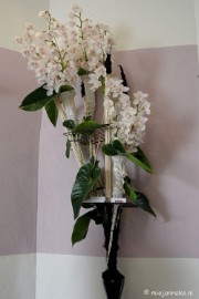 DSC_0762 Orchiade