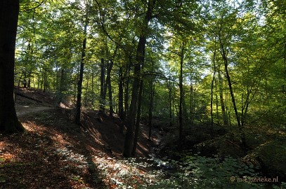 DSC_9975 Bossen Veluwezoom