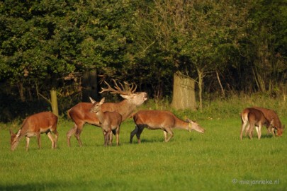 DSC_9526 Laat zich ook horen