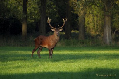 DSC_9603 Met de bok ofwel het hert