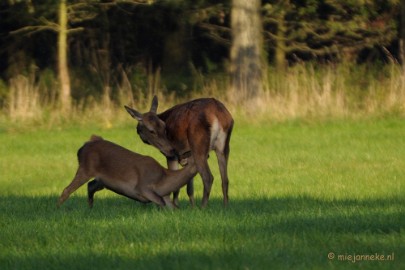 DSC_9605 Een late jongen die nog zoogt