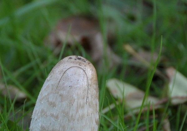 Herfst in Arcen