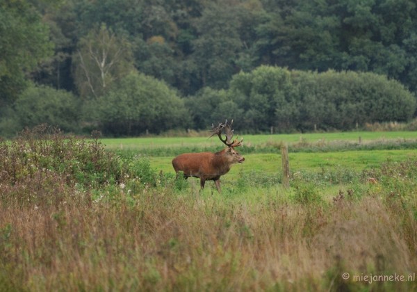 Weerterbossen avond excursie Oktober