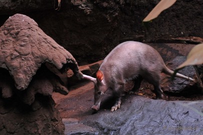 DSC_8183 Burgers zoo