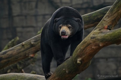 DSC_8344 Burgers zoo