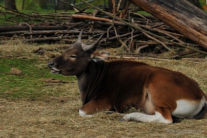DSC_8366 Burgers zoo