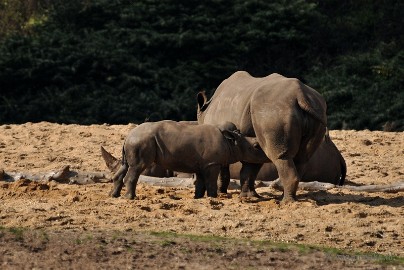 DSC_8673 Burgers zoo
