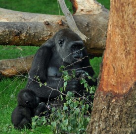 DSC_8851 Burgers zoo