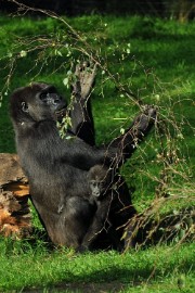 DSC_8873 Burgers zoo
