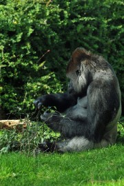 DSC_8889 Burgers zoo