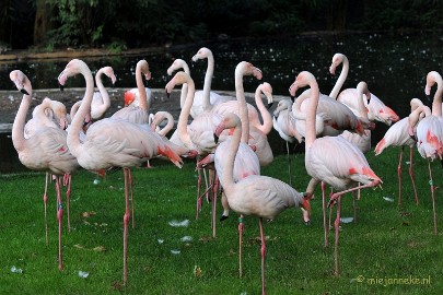 DSC_8900 Burgers zoo