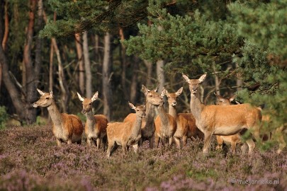 DSC_5186 De afwachtende dames