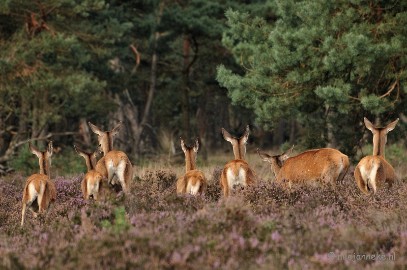 DSC_5338 De dames wandelen even weg