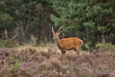 DSC_5712 De spitser vind het wel goed