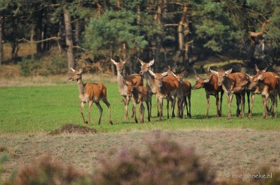 DSC_7600 Bronstijd Veluwe