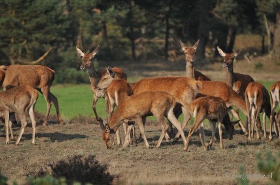 DSC_7603 Bronstijd Veluwe