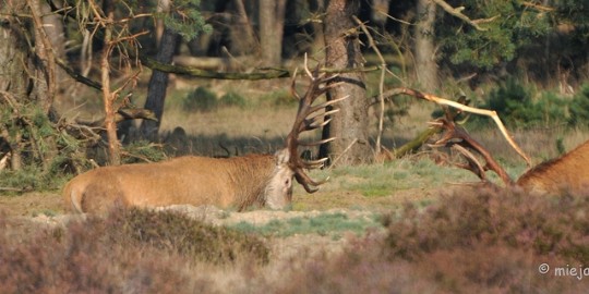 DSC_7607 Bronstijd Veluwe