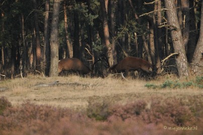 DSC_7614 Bronstijd Veluwe