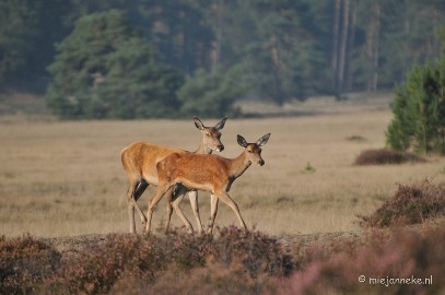 DSC_7618 Bronstijd Veluwe