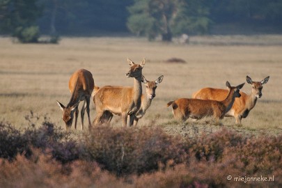 DSC_7621 Bronstijd Veluwe