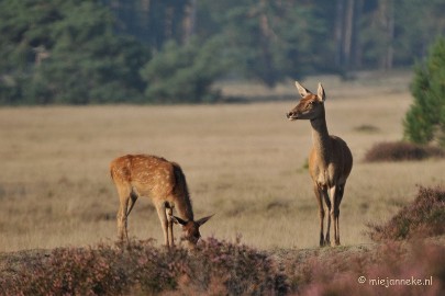 DSC_7626 Bronstijd Veluwe