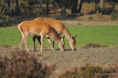 DSC_7630 Bronstijd Veluwe