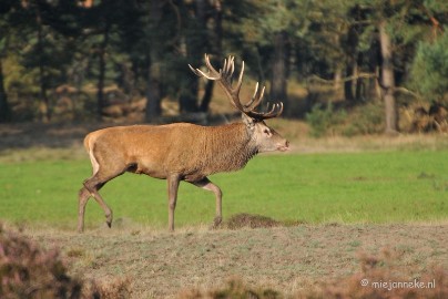 DSC_7637 Bronstijd Veluwe