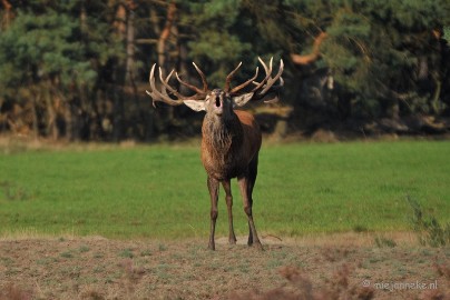 DSC_7639 Bronstijd Veluwe