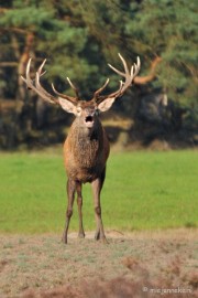 DSC_7643a Bronstijd Veluwe