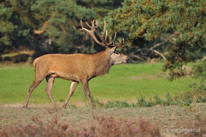 DSC_7645 Bronstijd Veluwe