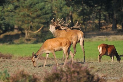 DSC_7646 Bronstijd Veluwe
