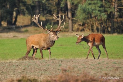 DSC_7648 Bronstijd Veluwe