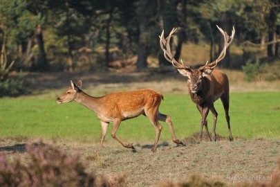 DSC_7649 Bronstijd Veluwe