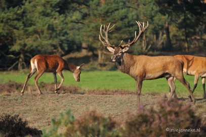 DSC_7654 Bronstijd Veluwe