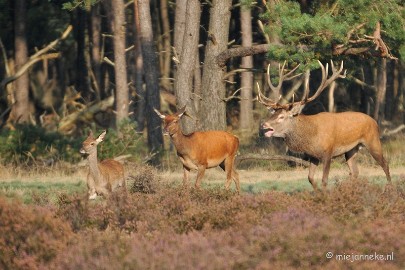 DSC_7661 Bronstijd Veluwe