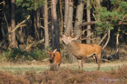 DSC_7663 Bronstijd Veluwe