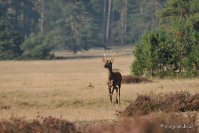 DSC_7671 Bronstijd Veluwe