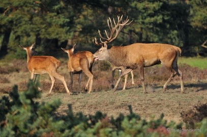 DSC_7673 Bronstijd Veluwe