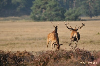 DSC_7676 Bronstijd Veluwe