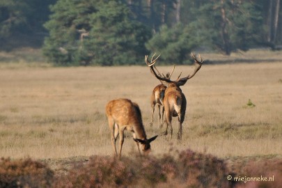 DSC_7677 Bronstijd Veluwe