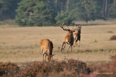 DSC_7678 Bronstijd Veluwe