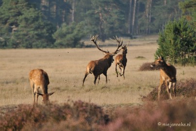 DSC_7679 Bronstijd Veluwe