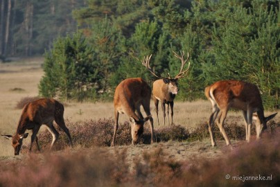 DSC_7680 Bronstijd Veluwe