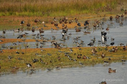 DSC_4135 Meer als 10 soorten vogels